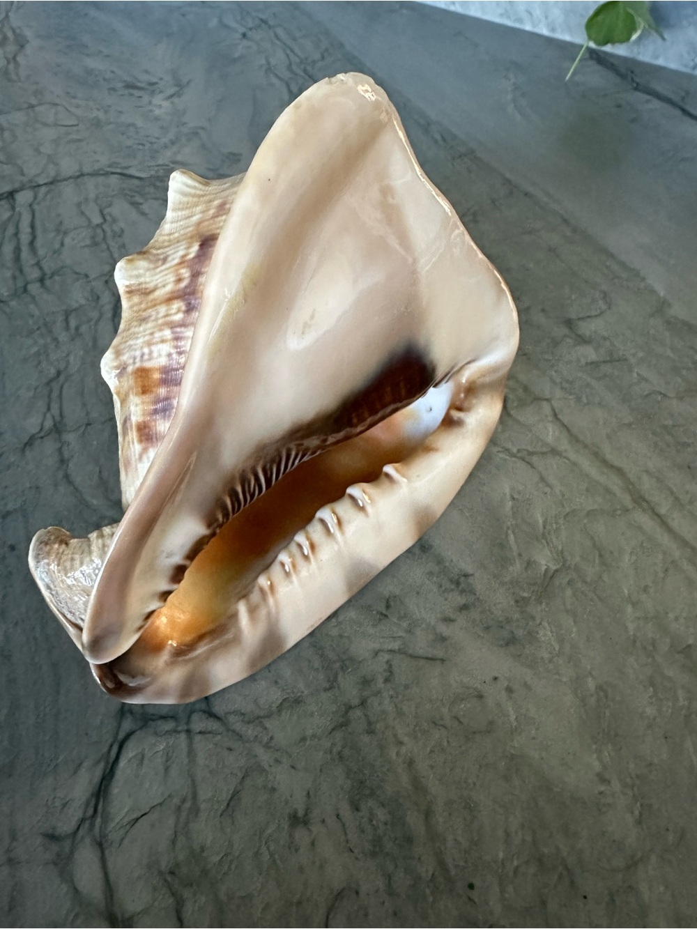 Natural Sea Shell - Beige Brown Seashell Decor - Picture 6 of 6